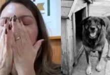 Janja lamenta morte do cão comunitário “Orelha” e pede justiça: “Brutalmente assassinado”