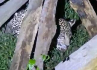 Filhote de onça-pintada é localizado em quintal e resgatado em Itacoatiara