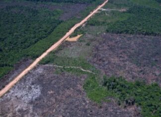 Alertas de desmatamento caem 35% na Amazônia e 6% no Cerrado