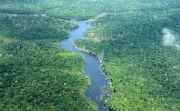 Amazonas registra queda histórica no desmatamento em janeiro de 2026