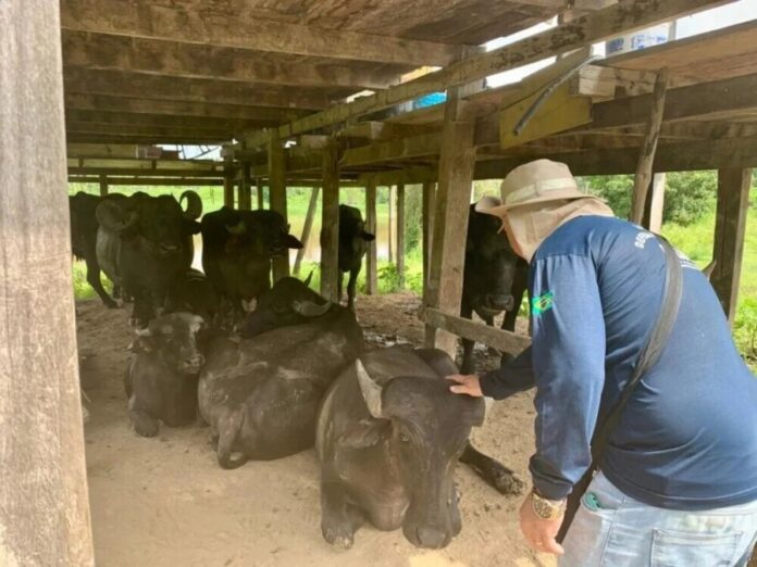 Adaf intensifica vigilância em 466 propriedades rurais do Amazonas contra febre aftosa