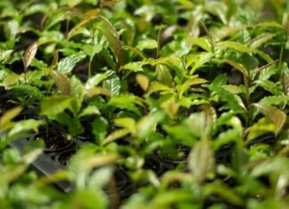 Mata Atlântica: exemplo de restauração florestal eficiente na Bahia reduz tempo de crescimento em 50%