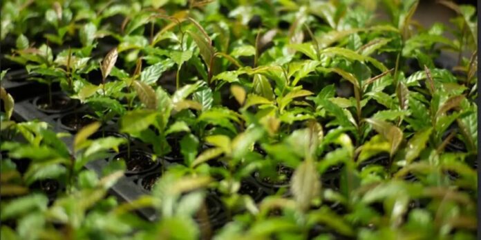 Mata Atlântica: exemplo de restauração florestal eficiente na Bahia reduz tempo de crescimento em 50%