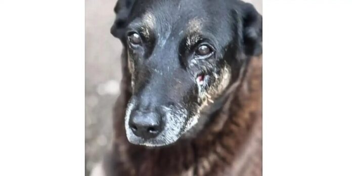 Hospital veterinário municipal Leste em SP passa a funcionar 24 horas