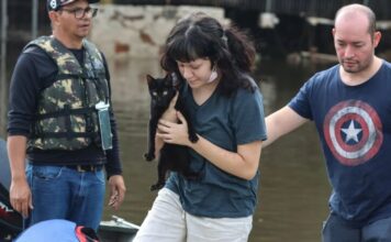 Senado aprova política nacional de proteção a animais em desastres