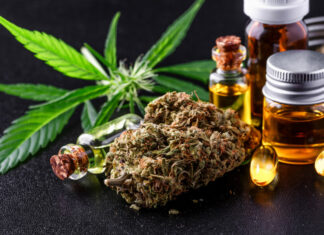 Pesquisa! Cannabis pode ajudar no tratamento da gordura no fígado, sugere estudo