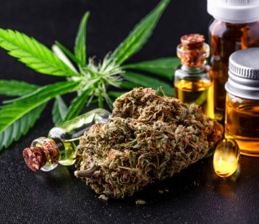 Pesquisa! Cannabis pode ajudar no tratamento da gordura no fígado, sugere estudo