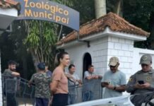 Homem invade zoológico mata veado e fere outros dois animais