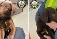 Passageiro é impedido de entrar em voo com seu cachorro e abandona animal em aeroporto