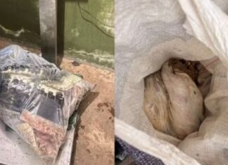 Polícia apreende 120 quilos de carne de jacaré e capivara