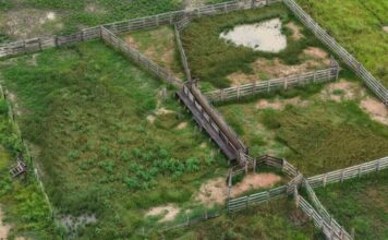 Operação Tamoiotatá 6: Ipaam aplica mais de R$ 1,7 milhão em multas em Humaitá