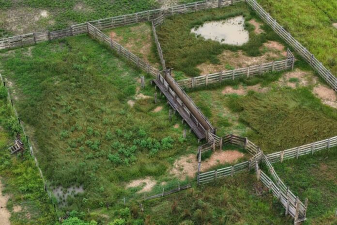 Operação Tamoiotatá 6: Ipaam aplica mais de R$ 1,7 milhão em multas em Humaitá