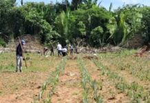 Idam conclui plantio de 9,25 mil mudas de abacaxi em Unidade Demonstrativa de Humaitá