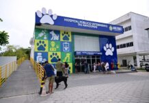 Hospital Público Veterinário do Amazonas atende mais de 26 mil animais em cinco meses