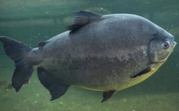 Após seis meses, defeso do tambaqui termina e libera pesca no estado