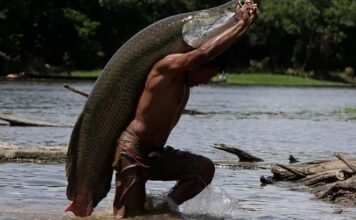Ibama autoriza pesca de pirarucu sem cota ou tamanho em áreas fora da Amazônia