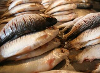 Assembleia do AM reconhece jaraqui como patrimônio cultural imaterial do estado