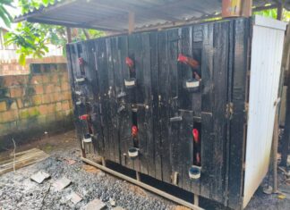 Operação policial acaba com rinha clandestina e apreende 23 galos em Pauini, no AM