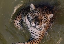 Onça-pintada do Cigs encara câmera e impressiona em Manaus