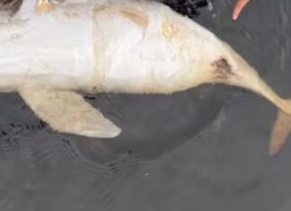 Boto é encontrado morto em Manaus e lesão levanta suspeita de tiro