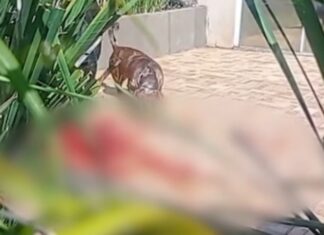 Menino de 4 anos vai brincar no vizinho, é atacado por rottweiler e não resiste