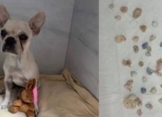 Animal passa mal e vai parar em clínica após ingerir dezenas de pedras de crack