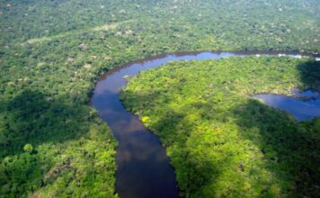 Amazonas reduz desmatamento em 14,6% em 2025, aponta relatório do MapBiomas