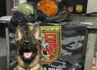 Droga escondida em cilindros frigoríficos é descoberta por cão policial em barco no Amazonas