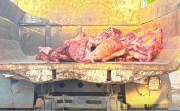 Operação apreende quase três toneladas de carne estragada no Amazonas