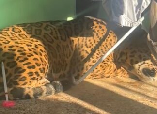 Onça-pintada invade quintal, fica sob roupas no varal e mobiliza operação de resgate