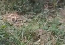 Homem de 28 anos é encontrado morto em área isolada de Itacoatiara