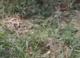 Homem de 28 anos é encontrado morto em área isolada de Itacoatiara