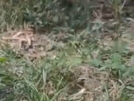 Homem de 28 anos é encontrado morto em área isolada de Itacoatiara