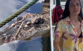 Influencer registra momento inusitado ao tentar entrar no Rio Negro cercado por jacarés