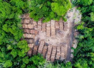 Ipaam aponta redução de 57% na devastação da floresta amazônica no início de 2026