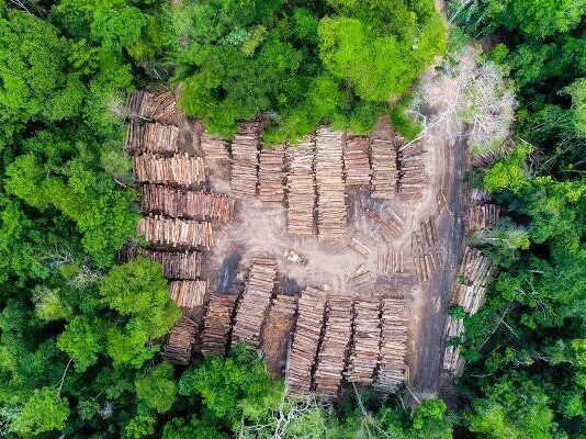 Ipaam aponta redução de 57% na devastação da floresta amazônica no início de 2026
