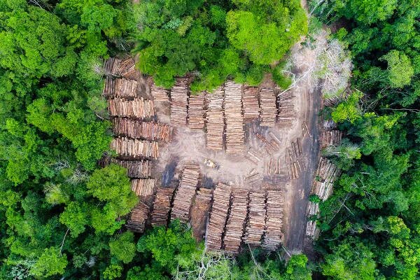 vista-superior-de-inumeras-toras-de-madeira-extraidas-da-floresta-amazonica-um-dos-problemas-do-desmatamento-na-amazonia