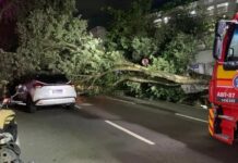 Bombeiros resgatam ocupantes após árvore centenária cair sobre veículos na Avenida Getúlio Vargas