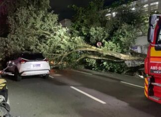Bombeiros resgatam ocupantes após árvore centenária cair sobre veículos na Avenida Getúlio Vargas