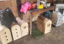 Polícia desarticula rinha de galos em Maués e resgata aves vítimas de maus-tratos