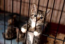 Projeto de lei aumenta pena por maus-tratos contra cães e gatos