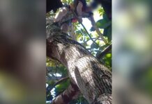 Homem encosta em rede elétrica, é eletrocutado e morre preso em árvore em Manaus