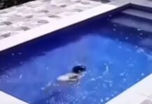 Menina de 3 anos supera limitações, cai em piscina e consegue sair da água sem ajuda