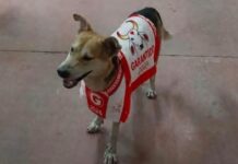 Após emocionar o público, caramelo do Garantido é adotado e inicia nova vida no AM