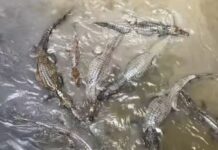 Jacarés no Igarapé do 40 viralizam após vídeo mostrar grande quantidade de animais