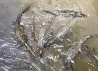 Jacarés no Igarapé do 40 viralizam após vídeo mostrar grande quantidade de animais