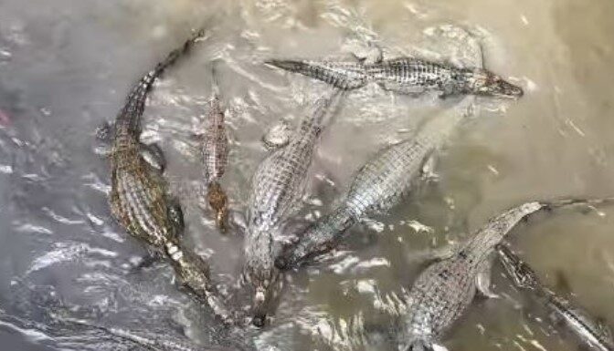 Jacarés no Igarapé do 40 viralizam após vídeo mostrar grande quantidade de animais