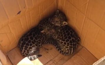 Filhotes de onça são salvos por comunitários e levados para atendimento em Manaus
