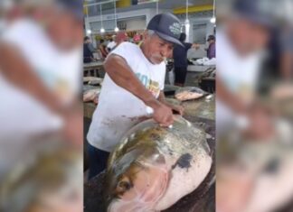 Tambaqui gigante impressiona moradores e viraliza após aparecer em feira de Coari