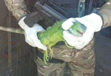 Patrulhamento Ambiental salva iguana e aracuã-pintado durante ações em Manaus